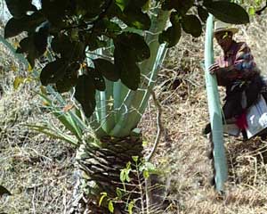 Lucas Patsún Mendosa, 74, cuts maguey (agave) leaves high on a mountainside, where he owns a plot of land.  Photo by Paul G. Vitale 2005.