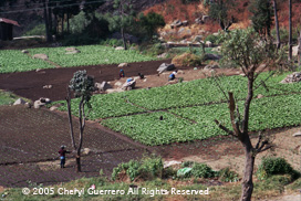 The spectacular scenery around Zunil includes neat, productive agricultural plots and sheer rock walls. Photo by Cheryl Guerrero 2005.